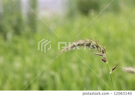 耳頭 耳頭 12063140