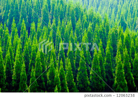 Aso cedar forest 12063238