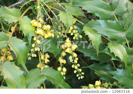 你好,你好 你好,你好 12063316