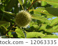 Chestnut  12063335