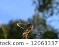 Dragonfly  12063337