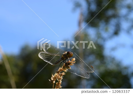 裁剪標記 12063337