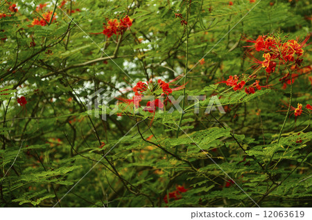 69118 Black fox 12063619