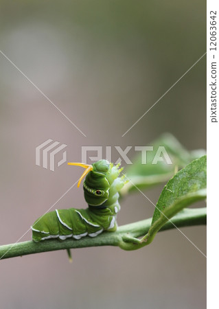 Sweet larvae of the swallowtail butterfly 02 12063642