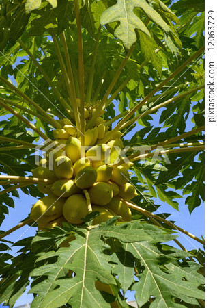 69159木瓜 12063729