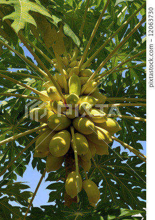 69160木瓜 69160木瓜 12063730