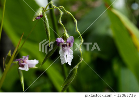 69171 Mizukanna 69171 Mizukanna 12063739