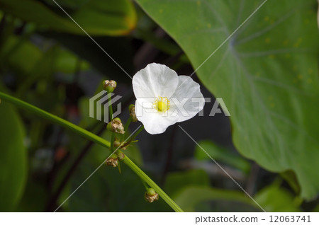 69173 Omodaca 12063741