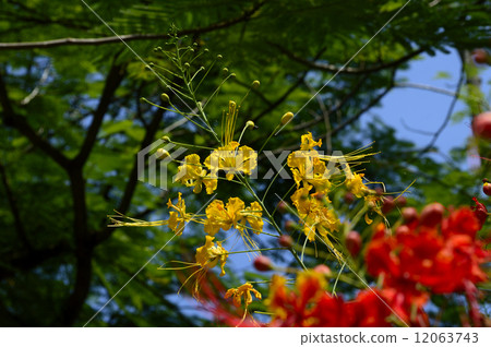 69175 Black fox 12063743