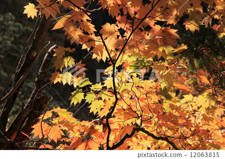 橫谷谷(2013) 橫谷谷(2013) 12063815