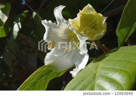 69211 Beaumontia 69211 Beaumontia 12063848