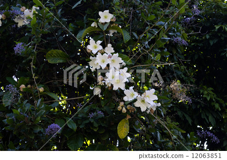 69214 Beaumontia 12063851