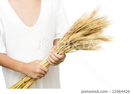 Ears of barley held in hand Ears of barley held in hand 12064426