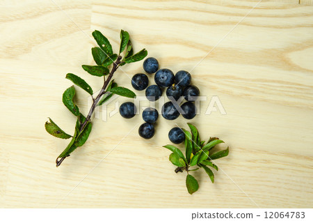 Sloe blackthorn berries 12064783