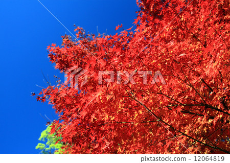 Autumn leaves 12064819