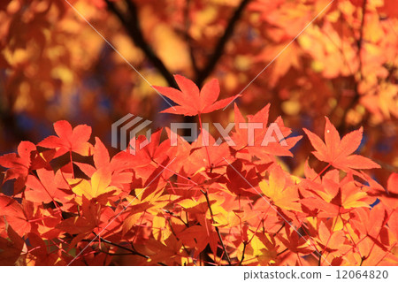 Autumn leaves 12064820