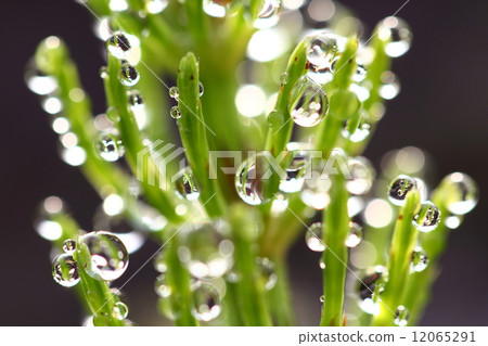 馬尾的早晨露水 馬尾的早晨露水 12065291