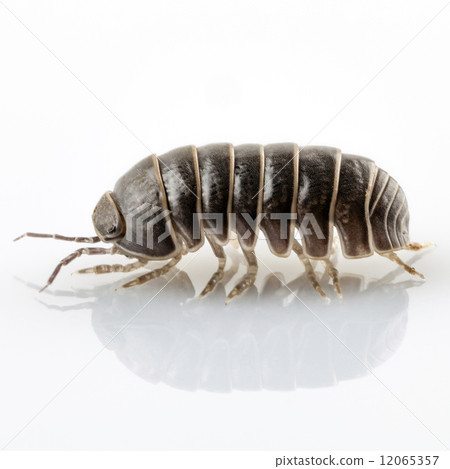 Pill-bug armadillidium vulgare 12065357