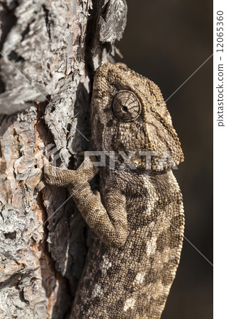 chameleon climbing 12065360
