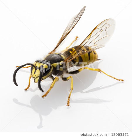 wasp isolated 12065371