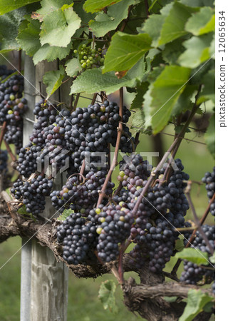 Vineyard Vineyard 12065634