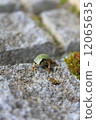 Frog climb. 12065635