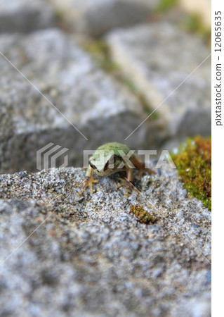 Frog climb. 12065635