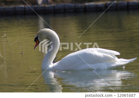 Cobb swans Cobb swans 12065887