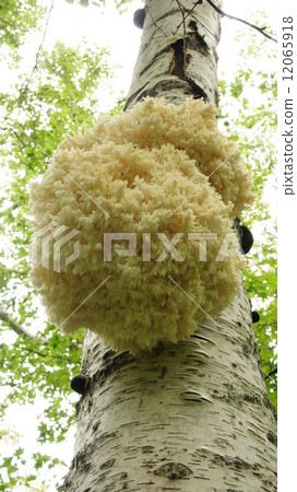 珊瑚harutake 12065918