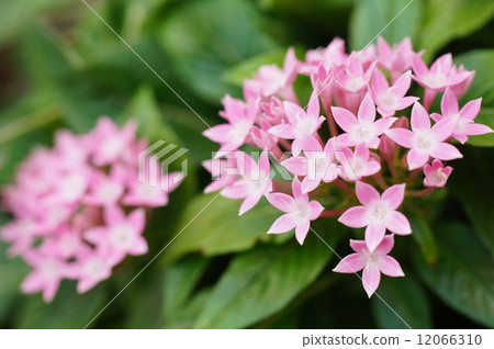 Pentas花 12066310