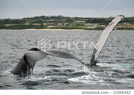 Humpback whale contest 12066362