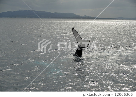 Humpback whale Humpback whale 12066366