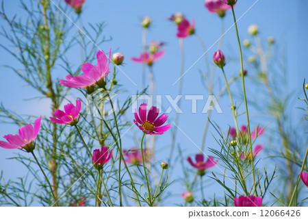 秋天天空和波斯菊花 12066426