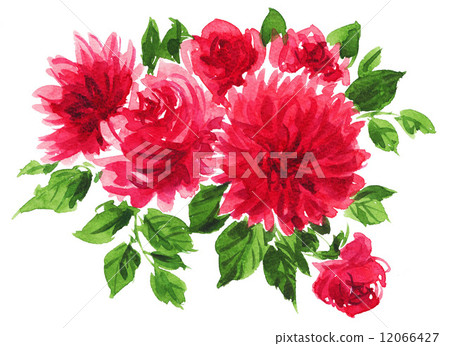 玫瑰 玫瑰花 大花的 12066427