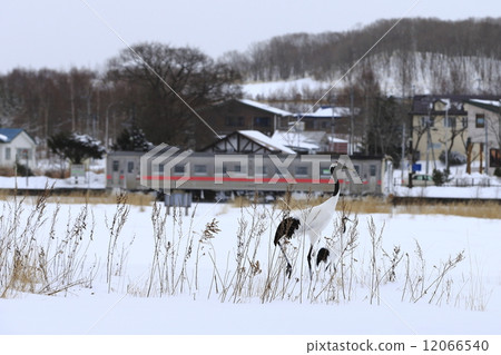 Kushimonomon line and winter crane in winter Kushimonomon line and winter crane in winter 12066540