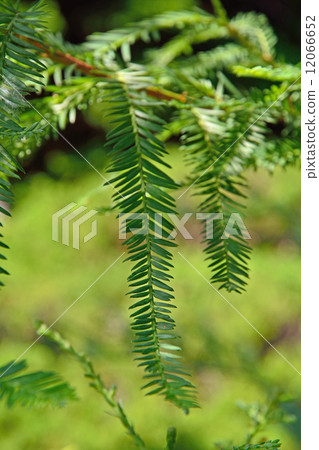 Tree · Japanese cypress family 12066652