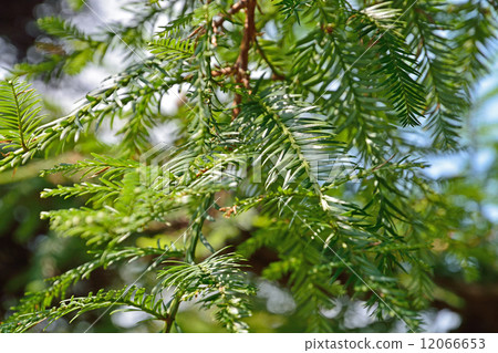 Tree · Japanese cypress family 12066653