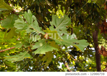 樹·Casheina殼斗科 12066739