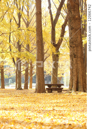 Autumn · Ginkgo carpet vertical 01 Autumn · Ginkgo carpet vertical 01 12066742