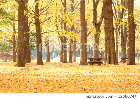 Autumn · Ginkgo carpet 01 Autumn · Ginkgo carpet 01 12066744