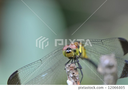 Nosimetombo 12066805