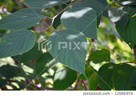 Tree · Macedonidae Tree · Macedonidae 12066959