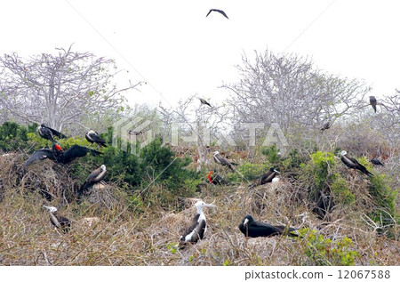 World Heritage No. 1 colony of Gunkandri inhabiting the Galapagos Islands 12067588