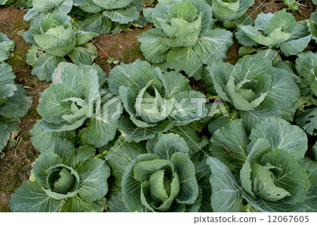 Row of cabbage Row of cabbage 12067605