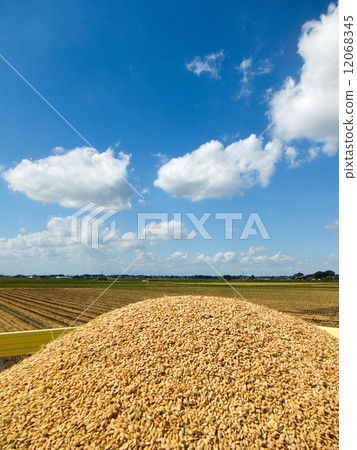 Harvesting 3 - New rice harvested full of grain containers ~ Harvesting 3 - New rice harvested full of grain containers ~ 12068345