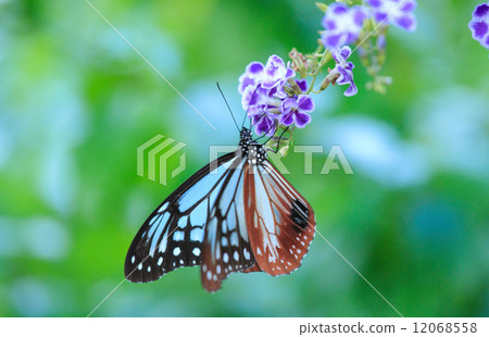 杜蘭塔和Asagi Madara 12068558