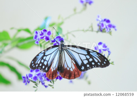 Duranta和Asagi madara開場 12068559