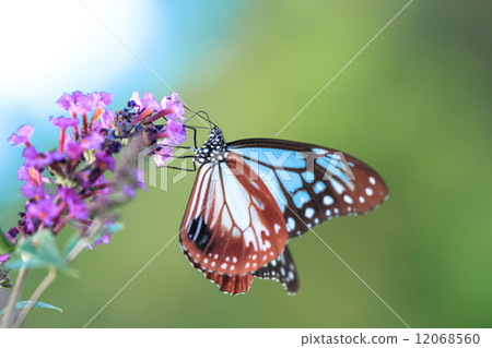 Buttrea and Asagi Madara 12068560