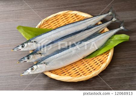 Fall autumn taste fall saury fish (saury). A big fresh saury from Miyagi prefecture. Fall autumn taste fall saury fish (saury). A big fresh saury from Miyagi prefecture. 12068913