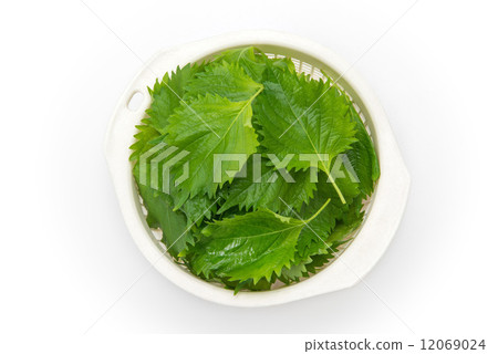Macrophyll Macrophyll 12069024